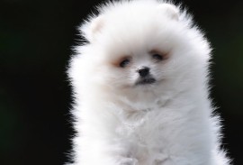 Pomeranac BOO prelepi štenci, Loznica