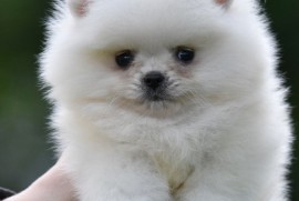 Pomeranac BOO prelepi štenci, Loznica