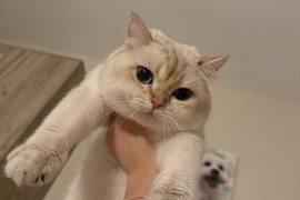 Britanski kratkodlaki mačići na prodaju, Kućni ljubimci, Mačke i mačići, Petrovac