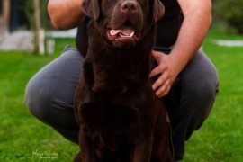 LABRADOR retriver, čokoladni štenci , Beograd
