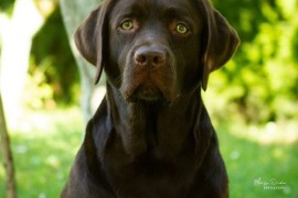 LABRADOR retriver, čokoladni štenci , Beograd