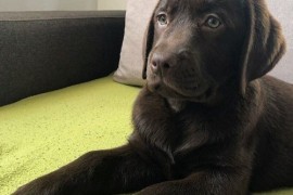 LABRADOR retriver, čokoladni štenci , Beograd