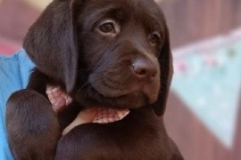 LABRADOR retriver, čokoladni štenci , Beograd
