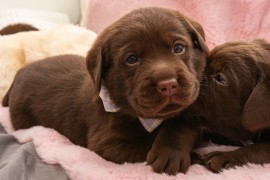 LABRADOR retriver, čokoladni štenci , Beograd