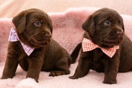 LABRADOR retriver, čokoladni štenci , Beograd