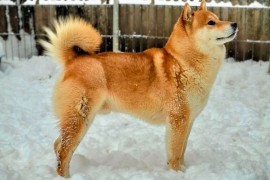 Shiba Inu prelepi štenci, Kragujevac
