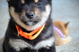 Shiba Inu prelepi štenci, Kragujevac