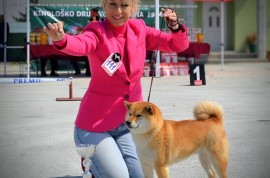 Shiba Inu prelepi štenci, Kragujevac