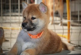 Shiba Inu prelepi štenci, Kragujevac