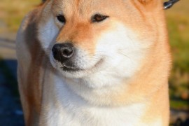 Shiba Inu prelepi štenci, Kragujevac