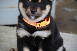 Shiba Inu prelepi štenci, Kragujevac