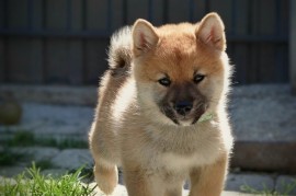 Shiba Inu prelepi štenci, Kragujevac