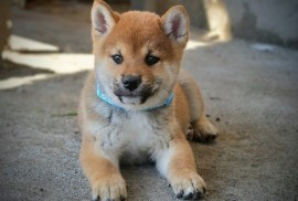 Shiba Inu prelepi štenci, Kragujevac