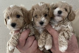 Mini maltipoo, Vilovo