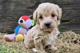 Mini maltipoo, Vilovo