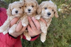Mini maltipoo, Vilovo