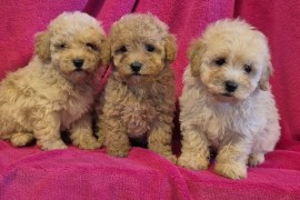 Mini maltipoo, Vilovo