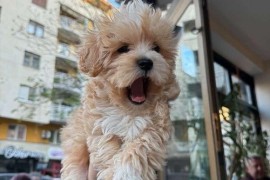 Mini maltipoo, Vilovo
