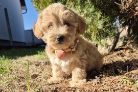 Mini maltipoo, Vilovo