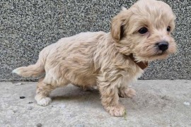 Mini maltipoo, Vilovo