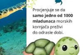 Kompletan akvarijum - terarijum za vodene kornjace