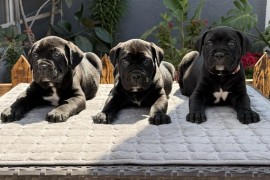 Crni Cane Corso štenci - rezervacije u toku, Mihajlovac