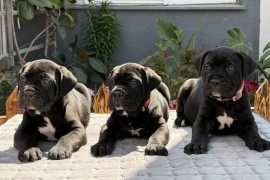 Crni Cane Corso štenci - rezervacije u toku, Mihajlovac