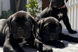 Crni Cane Corso štenci - rezervacije u toku, Mihajlovac