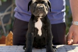 Crni Cane Corso štenci - rezervacije u toku, Mihajlovac
