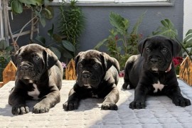 Crni Cane Corso štenci - rezervacije u toku, Mihajlovac