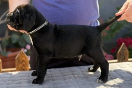 Crni Cane Corso štenci - rezervacije u toku, Mihajlovac