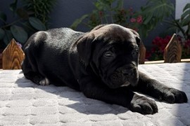 Crni Cane Corso štenci - rezervacije u toku, Mihajlovac