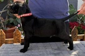 Crni Cane Corso štenci - rezervacije u toku, Mihajlovac