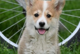 Velški korgi/Welsh Corgi Pembroke, Valjevo