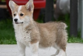 Velški korgi/Welsh Corgi Pembroke, Valjevo