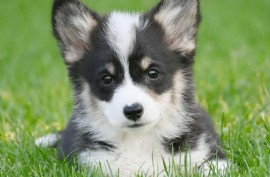 Velški korgi/Welsh Corgi Pembroke, Valjevo