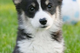 Velški korgi/Welsh Corgi Pembroke, Valjevo