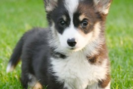 Velški korgi/Welsh Corgi Pembroke, Valjevo