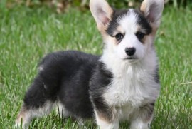 Velški korgi/Welsh Corgi Pembroke, Valjevo