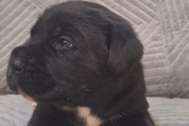 Kane Korso prelepi štenci, Šid