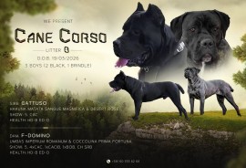 Kane Korso prelepi štenci, Šid