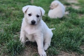 Beli švajcarski ovčar prelepi štenci, Beograd