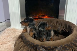 Dugodlaki patuljasti jazavičari, merle, Rumenka