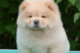 Chow Chow Čau Čau štenci, Valjevo