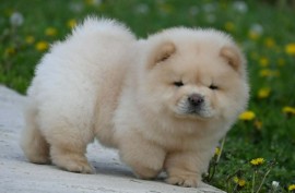 Chow Chow Čau Čau štenci, Valjevo