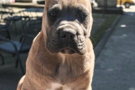 Cane Corso Kane Korso prelepi formentino štenci, Petrovac