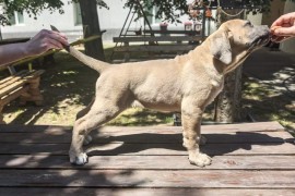 Cane Corso Kane Korso prelepi formentino štenci, Petrovac