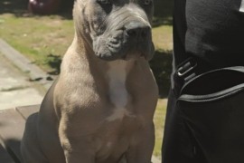 Cane Corso Kane Korso prelepi formentino štenci, Petrovac