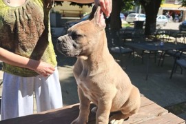 Cane Corso Kane Korso prelepi formentino štenci, Petrovac