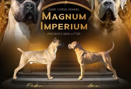 Cane Corso Kane Korso prelepi formentino štenci, Petrovac